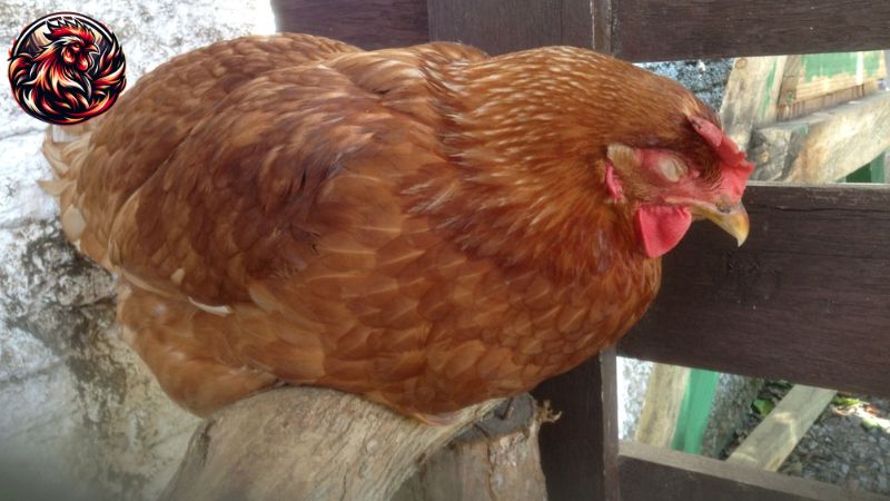 Biểu hiện của gà bị ốm tong teo lườn