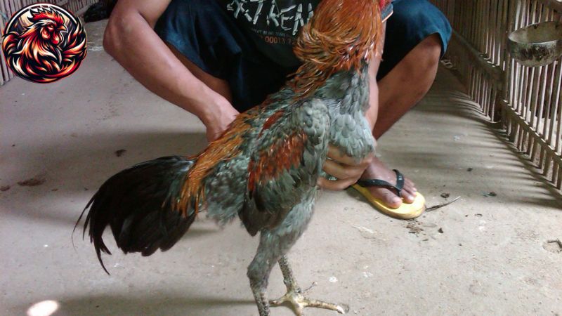 Quản lý huấn luyện gà thi đấu trong nuôi gà chọi