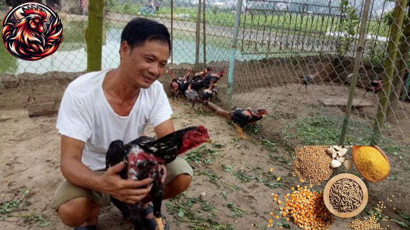 Thức ăn, dinh dưỡng và phòng dịch trong nuôi gà chọi