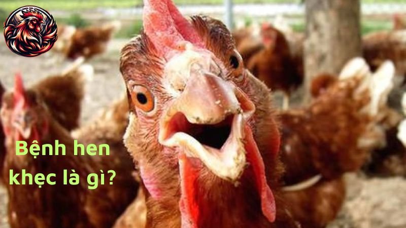 Bệnh hen khẹc ở gà là gì?