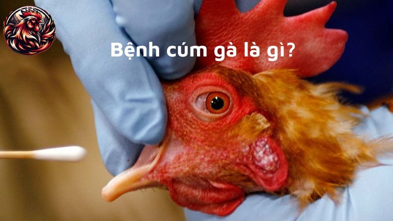 Bệnh cúm gia cầm ở gà là gì?