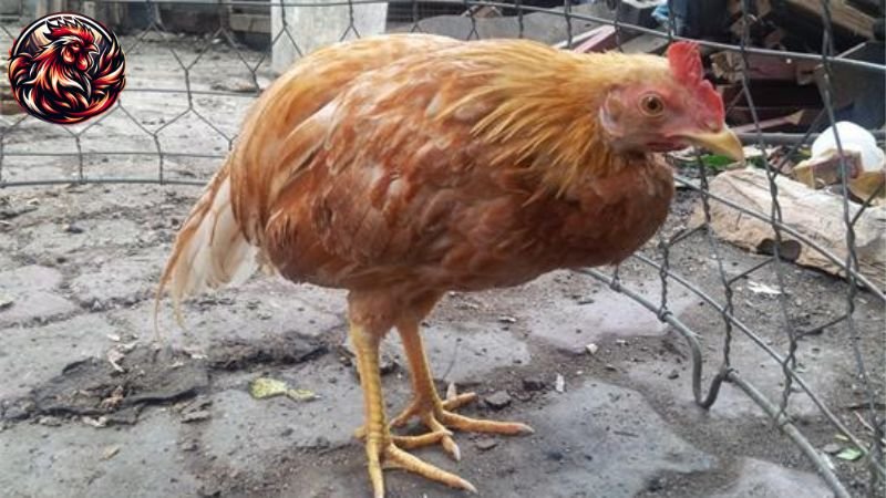 Triệu chứng bệnh E.coli ở gà