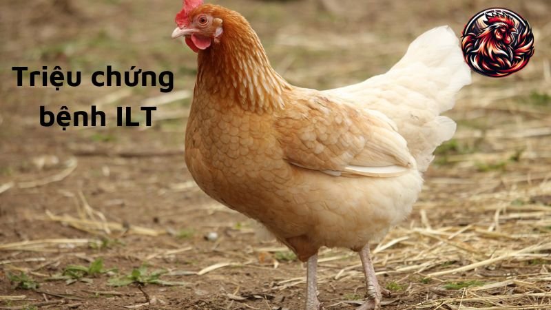 Triệu chứng của bệnh ILT ở gà