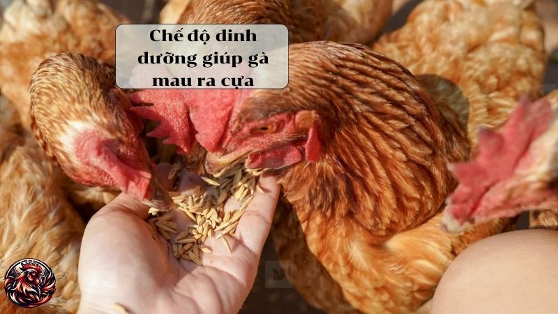 Chế độ dinh dưỡng giúp gà mau ra cựa