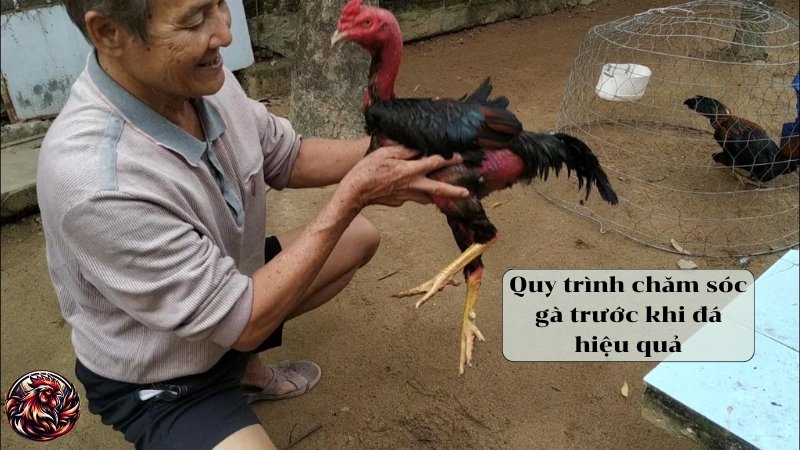 Quy trình chăm sóc gà trước khi đá hiệu quả