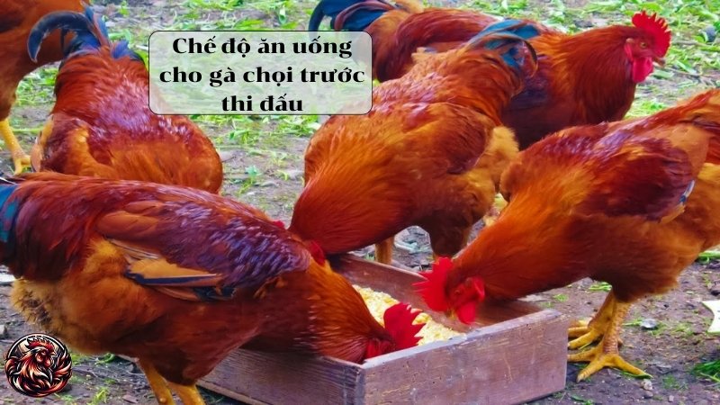 Chế độ ăn uống cho gà chọi trước thi đấu