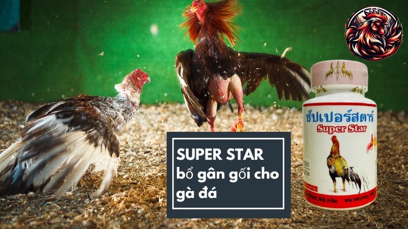 SUPER STAR bổ gân gối cho gà đá