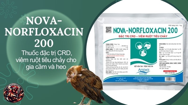 NOVA-NORFLOXACIN 200 - Thuốc đặc trị CRD, viêm ruột tiêu chảy cho gia cầm và heo