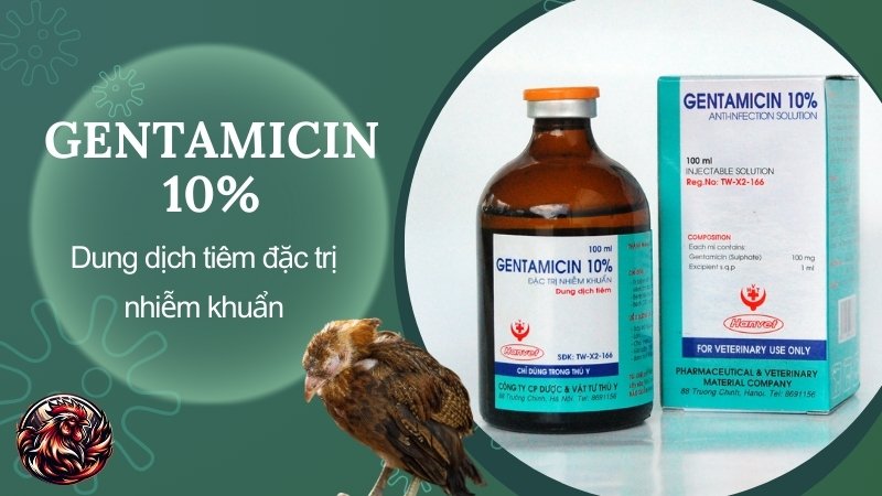 Gentamicin 10% - Dung dịch tiêm đặc trị nhiễm khuẩn