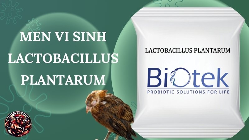 Men vi sinh Lactobacillus plantarum