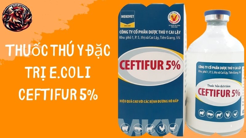 Thuốc thú y đặc trị E.coli CEFTIFUR 5%