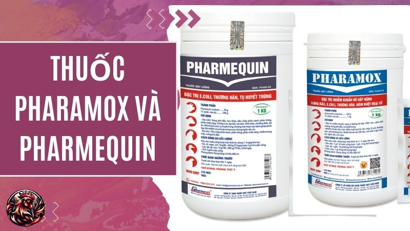 Thuốc Pharamox và Pharmequin