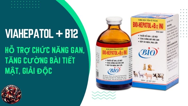 Viahepatol + B12 – Hỗ trợ chức năng gan, tăng cường bài tiết mật, giải độc