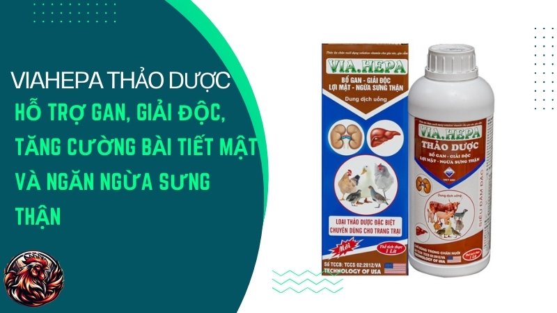 VIAHEPA thảo dược – Hỗ trợ gan, giải độc, tăng cường bài tiết mật và ngăn ngừa sưng thận