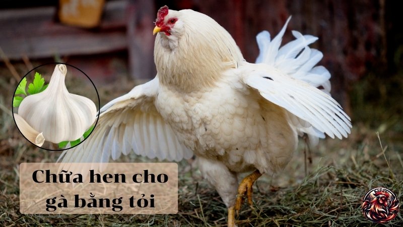 Chữa hen cho gà bằng tỏi