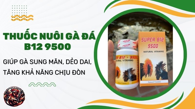  Thuốc nuôi gà đá B12 9500 (100 Viên)