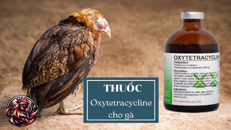 Sản phẩm thuốc thú y Oxytetracycline nổi bật