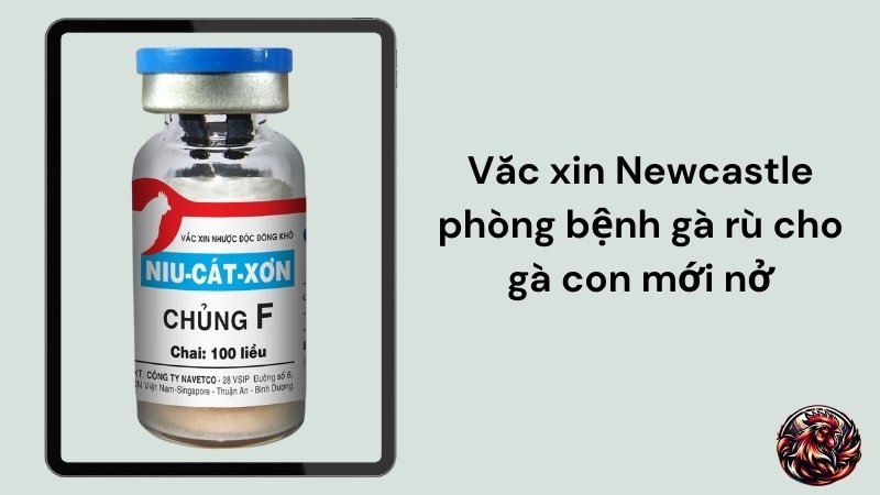 Vắc xin Newcastle phòng bệnh gà rù cho gà con mới nở