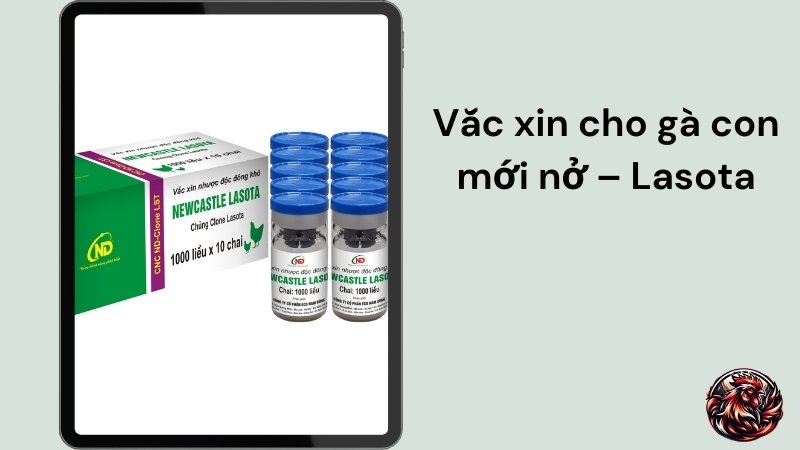 Vắc xin cho gà con mới nở – Lasota