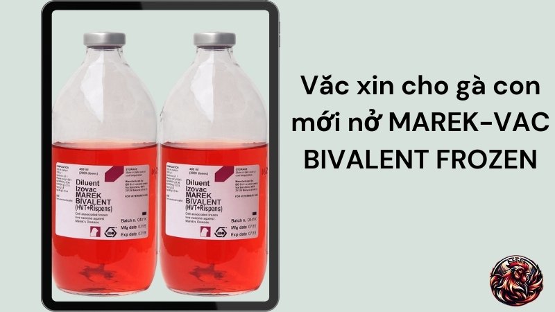 Vắc xin cho gà con mới nở MAREK-VAC BIVALENT FROZEN