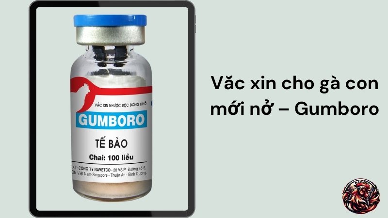 Vắc xin cho gà con mới nở – Gumboro