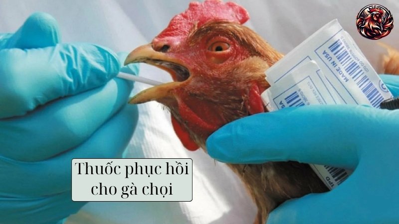 Thuốc phục hồi cho gà chọi để làm gì?