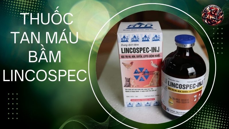  Thuốc tan máu bầm LINCOSPEC