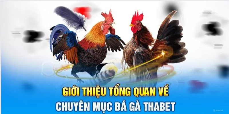 Đá Gà Thabet – Cơ hội nhân đôi tiền cược trong 5 phút!