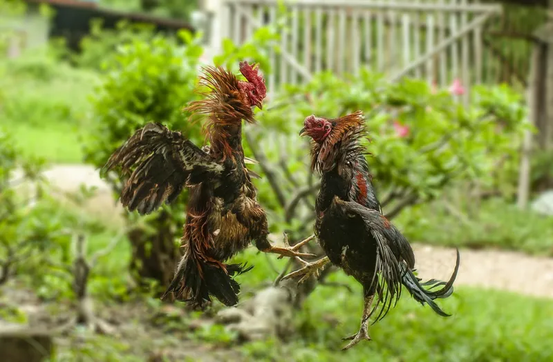 Cá Cược Đá Gà Philippines Thu Hút Hàng Triệu Người Chơi