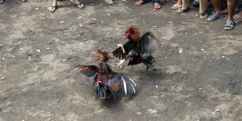 Kinh nghiệm chơi gacam 67 hiệu quả