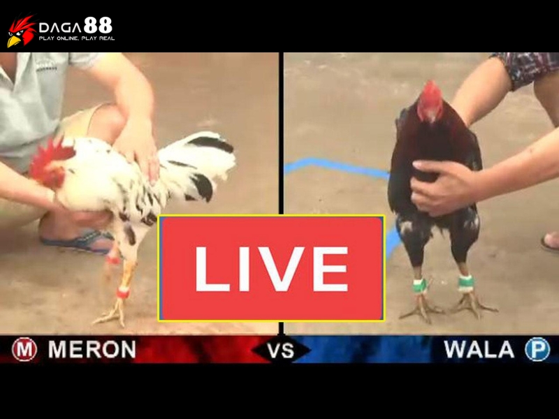 Phát sóng livestream các trận đấu hấp dẫn và kịch tính