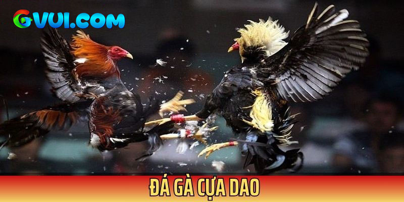 Đá gà cựa dao cực khốc liệt